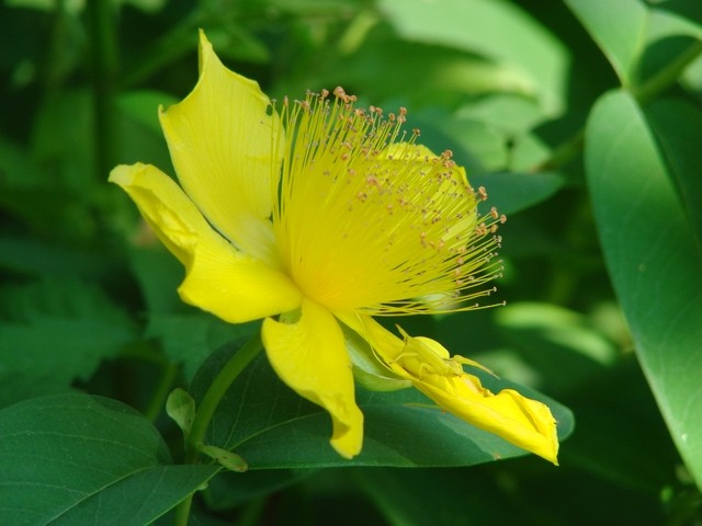 hypericum s paukom